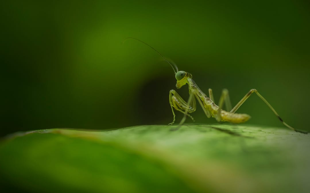 fotografía macro