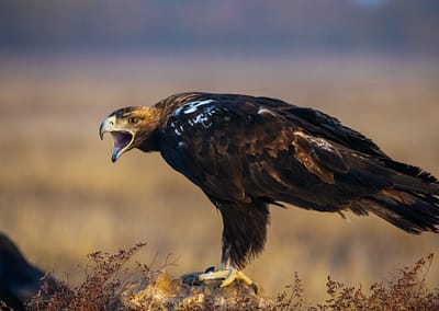 fotografía naturaleza